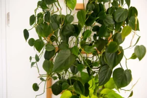 Philodendron Varieties