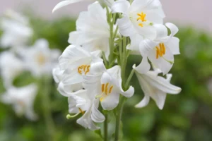 Different Types Of Lilies