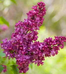 Lilac Varieties