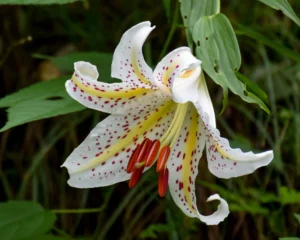 Different Types Of Lilies
