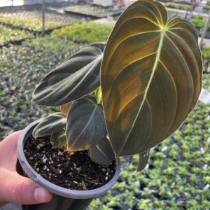Philodendron Varieties