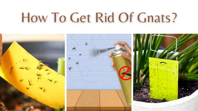 How To Get Rid Of Gnats?