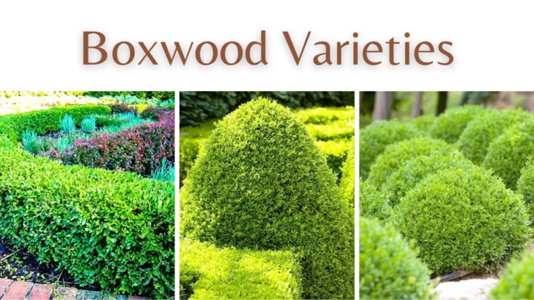 Boxwood Varieties