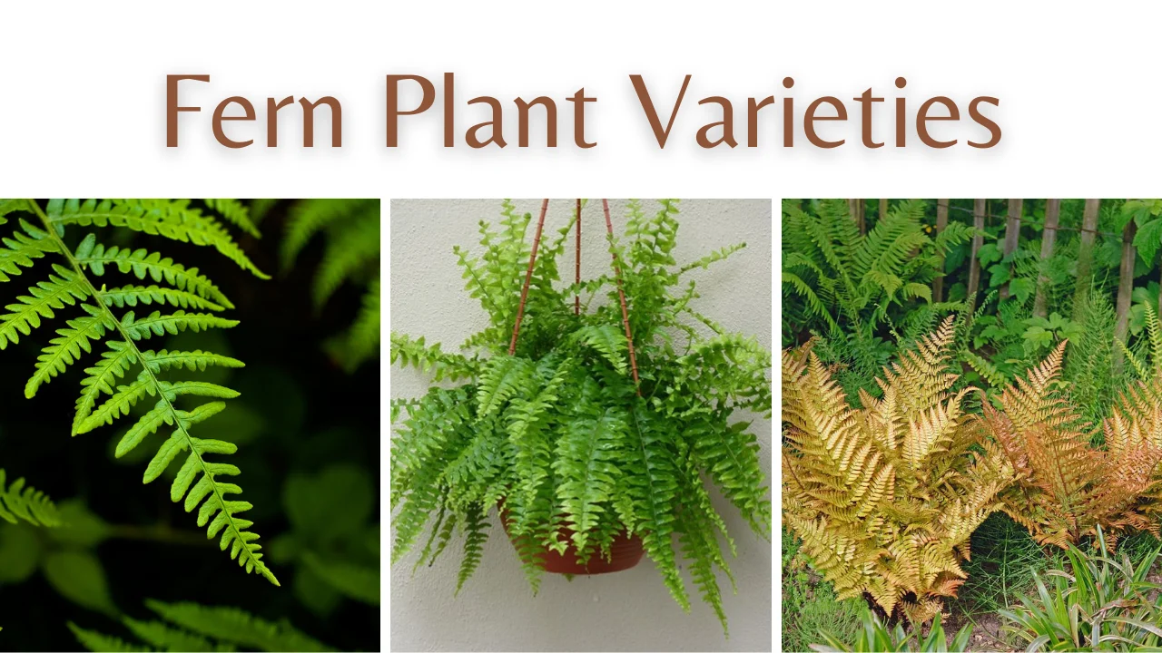 Fern Plant Varieties
