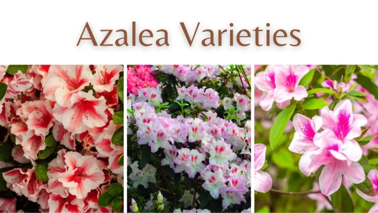 Azalea Varieties