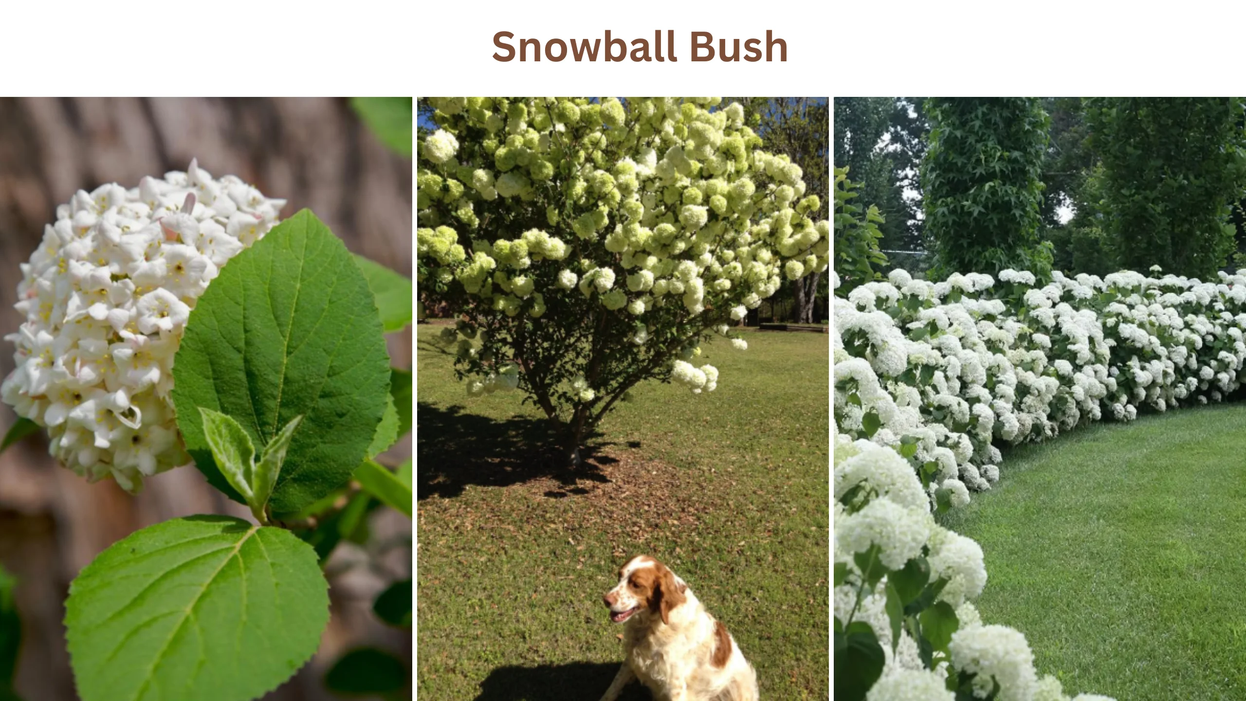 Snowball bush