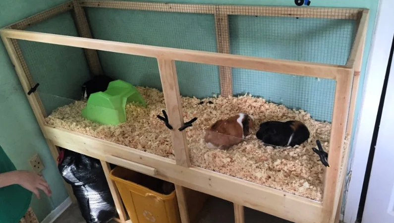 Diy guinea pig cages