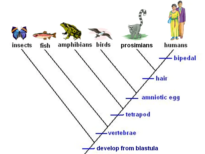 How to make a cladogram