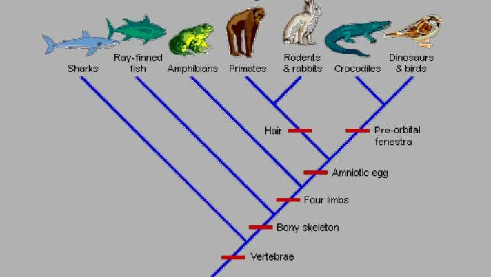 How to make a cladogram