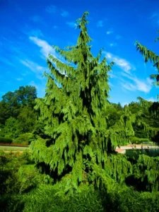 Types Of Cedar Trees