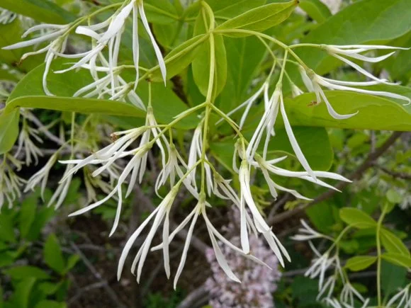Types Of Trees With White Flowers