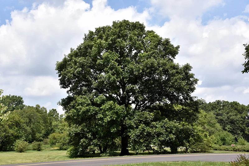 Types Of Oak Trees
