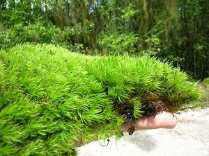 Types Of Moss