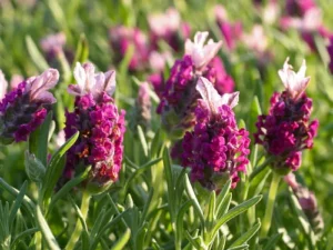 Types Of Lavender Plants