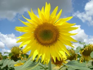 Sunflower Varieties