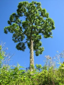 Types Of Cedar Trees