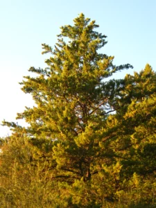 Types Of Cypress Trees
