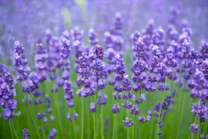 Types Of Lavender Plants
