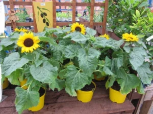 Sunflower Varieties
