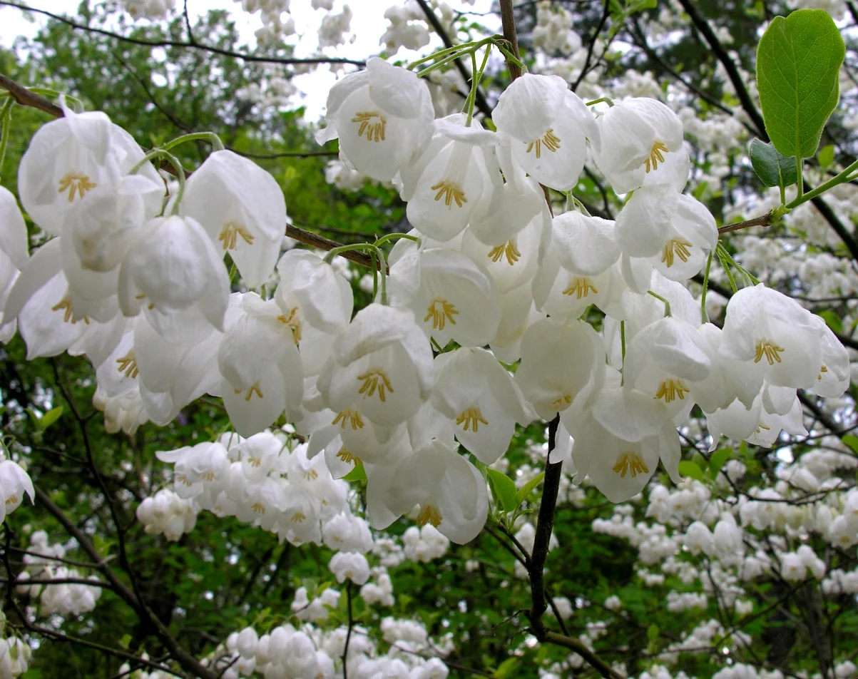 Types Of Trees With White Flowers