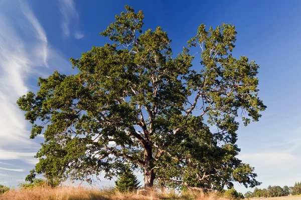 Types Of Oak Trees
