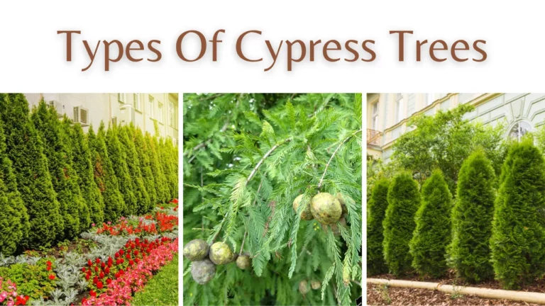 Types Of Cypress Trees