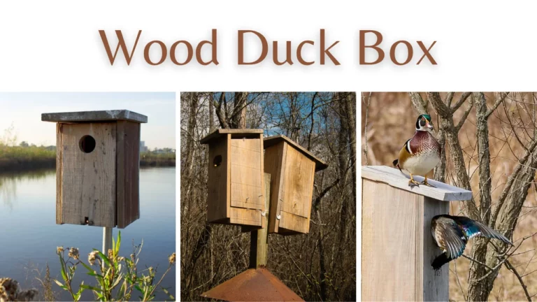 Wood Duck Box