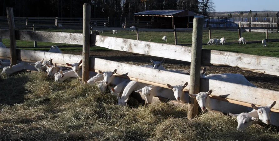 Diy hay feeder for goats